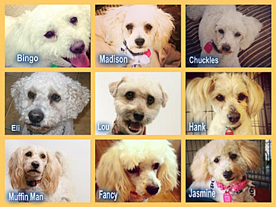 types of poodle mixes