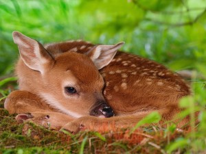 sleeping fawn