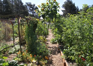 The Aptos Community Garden has plots available.