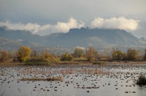 Gray Lodge Wildlife Area