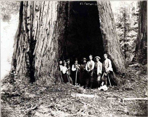 Saving Big Basin - Heroes and Heroines | TPG Online Daily