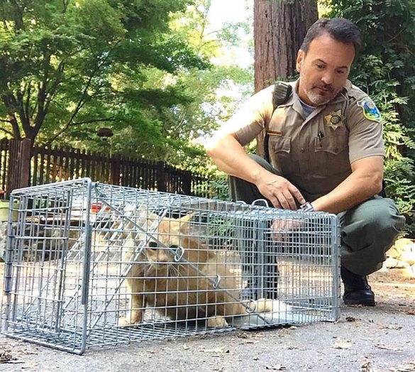 Shelter Recovers Large Feral Cat Colony — Times Publishing Group, Inc.