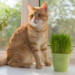 Two Cats Test Positive for COVID-19