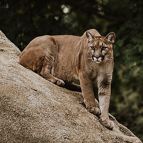Mountain Lion Depredation: California Outdoors Q&As — TPG ...