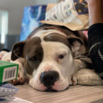 Help For Homeless Families With Pets