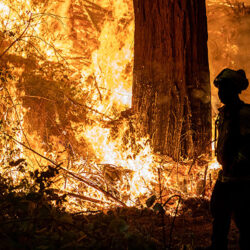 Grand Jury: Do More to Reduce Wildfire Risk