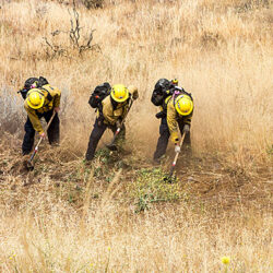 Cal Fire Awards $970,000 for Felton & Scotts Valley Wildfire Prevention