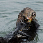 COLElkhornSeaOtters_Photo-1_otter_eating_crab_michael_yang