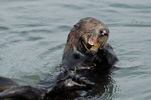 Sea Otters Times Publishing Group Inc tpgonlinedaily.com