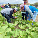 03LatinosOrgFarming_1st-year-farmers-Cecilia-Apolinar-and-Aurelio