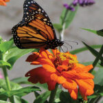 06OCRMonarch_Cover-Monarch-Butterfly-on-flower