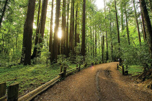 Henry Cowell Times Publishing Group Inc tpgonlinedaily.com