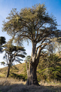 Cotoni-Coast Dairies Times Publishing Group Inc tpgonlinedaily.com