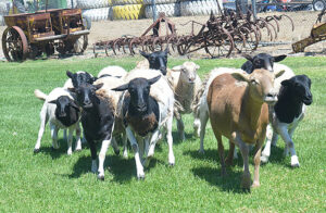 Ag History Project Times Publishing Group Inc tpgonlinedaily.com