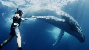 Ocean Film Times Publishing Group Inc tpgonlinedaily.com