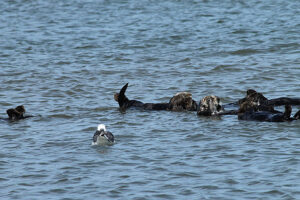 Wildlife Times Publishing Group Inc tpgonlinedaily.com