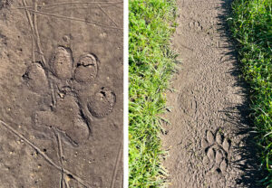 Mountain Lion Times Publishing Group Inc tpgonlinedaily.com