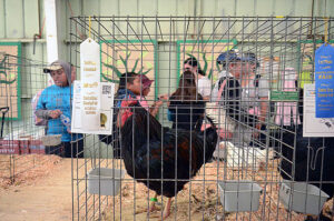 Farm Animals Times Publishing Group Inc tpgonlinedaily.com