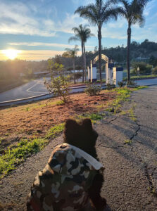 Perez Times Publishing Group Inc tpgonlinedaily.com