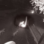 06MountainLions_Mountain-Lions-RING-camera-screen-capture