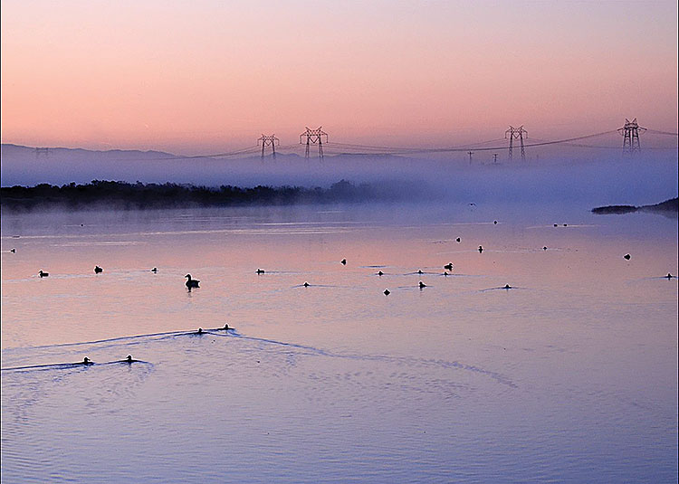 Study Finds Coastal Wetlands Support More Wildlife Than Expected