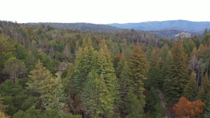 Big Basin Times Publishing Group Inc tpgonlinedaily.com