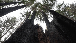 Big Basin Times Publishing Group Inc tpgonlinedaily.com