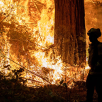 CZU-Fire-Horz-AdobeStock_389788020