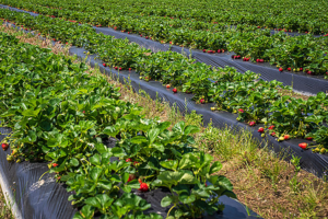 Strawberries Lift County Crop Value to Record High